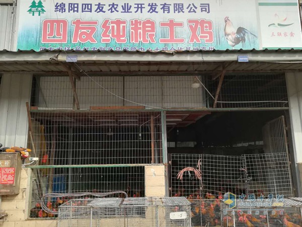 易東曉干起來養土雞事業