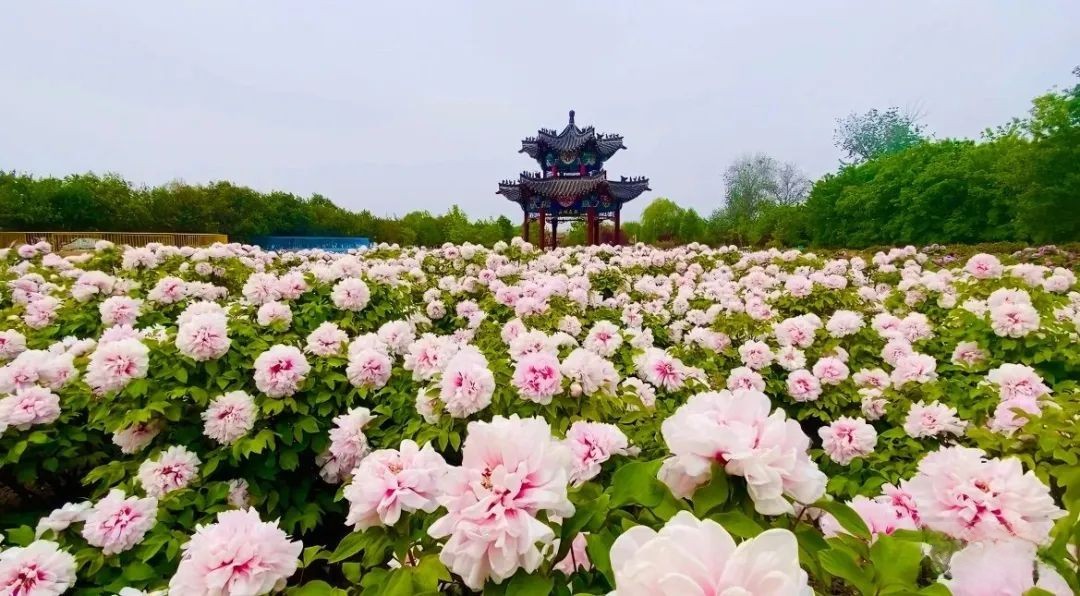 盛世牡丹真國色，百萬奧鈴開新篇，奧鈴Pro閃耀齊魯大地